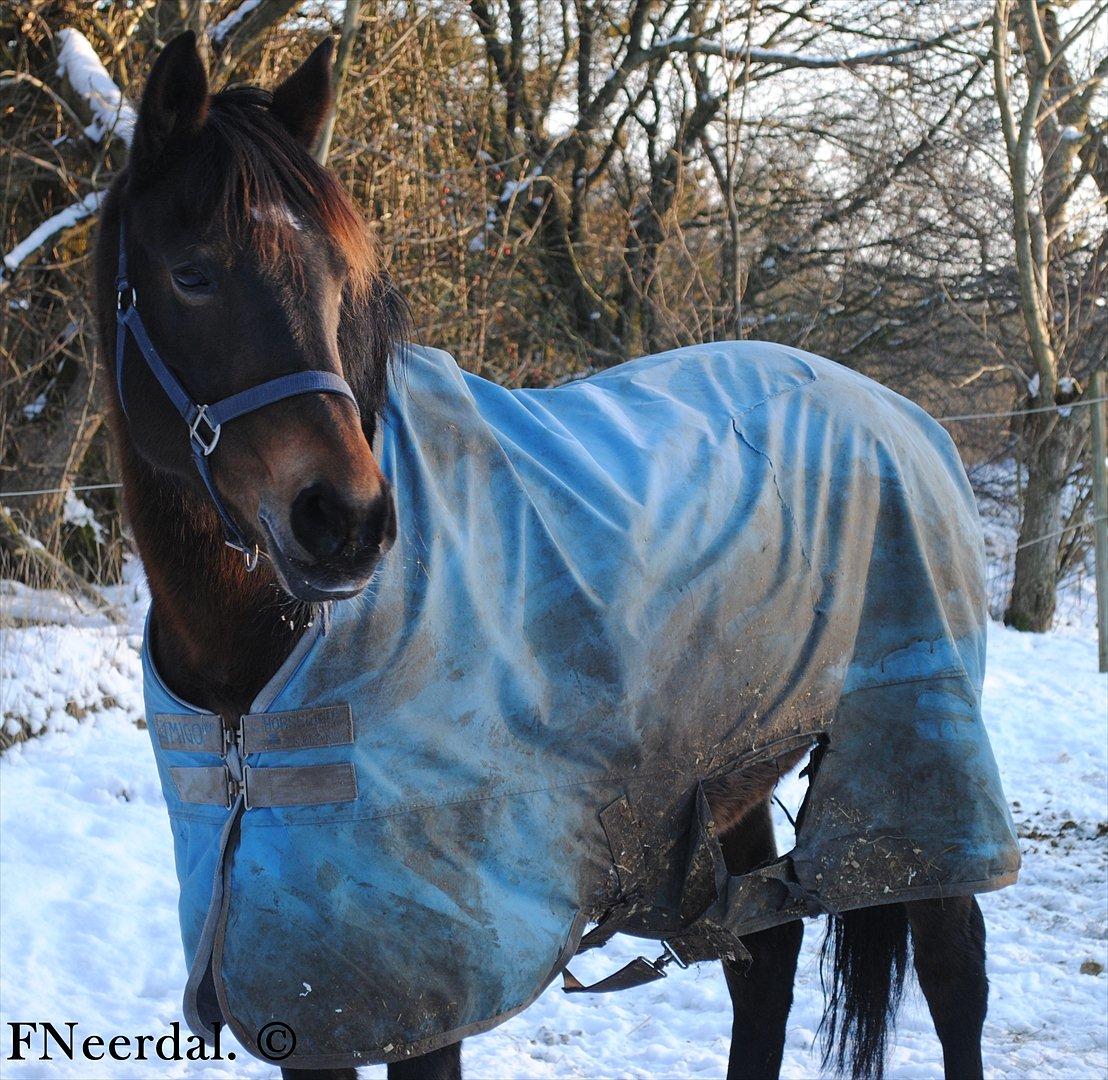 DSP Chanel - På folden d. 4 Februar 2012. billede 5