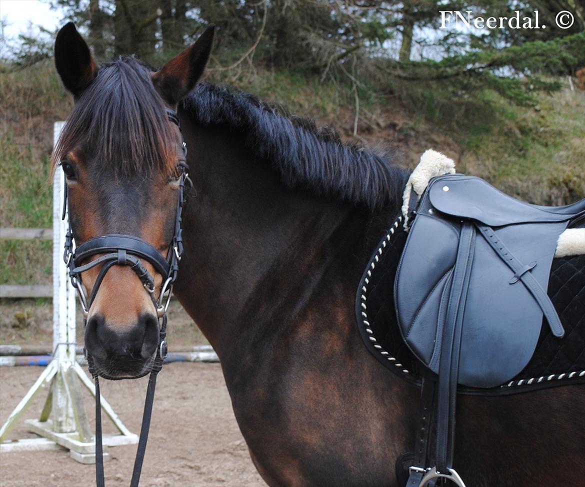 DSP Chanel - D. 28 April 2012. billede 10