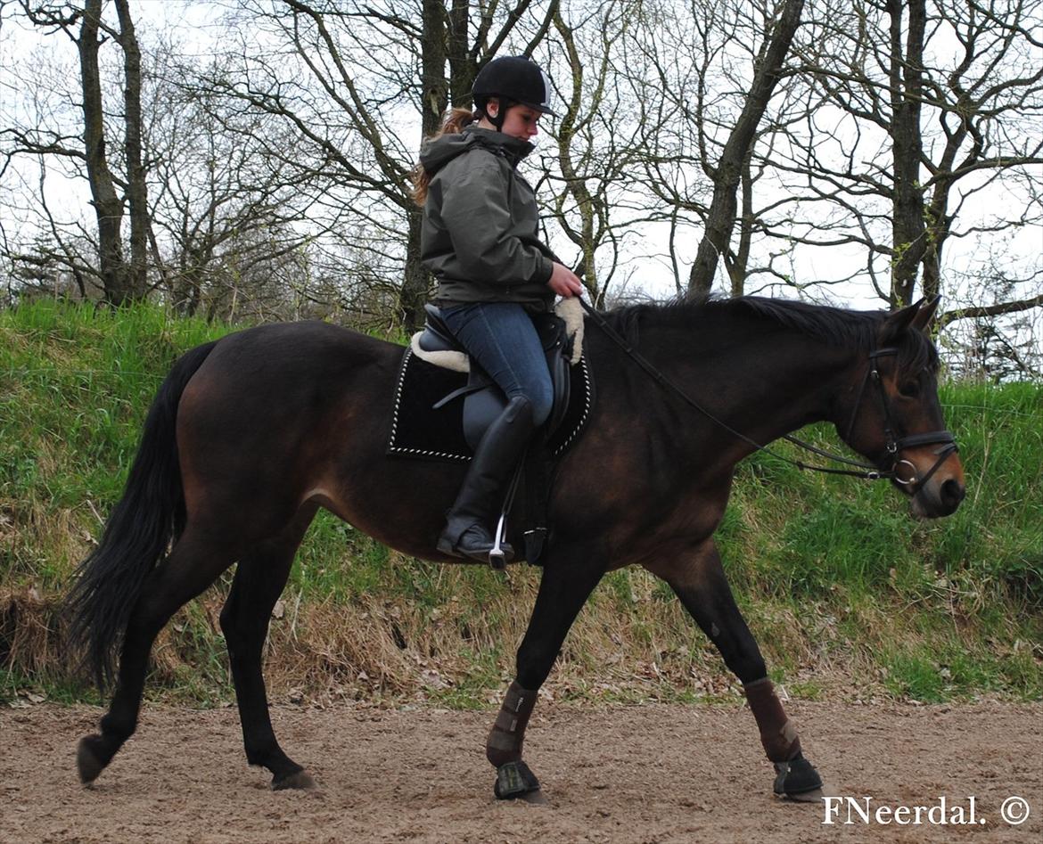 DSP Chanel - Dressur d. 28 April 2012. billede 11