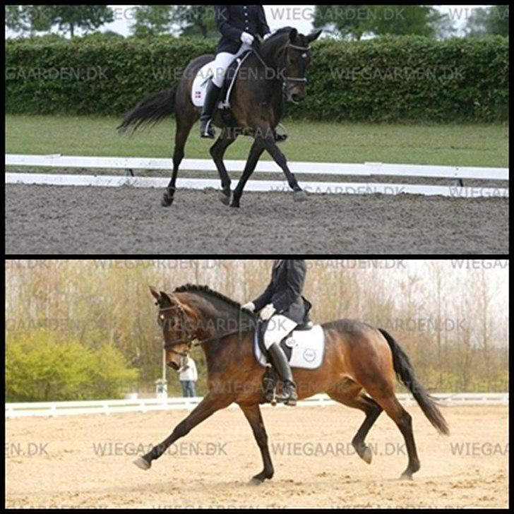 DSP Chanel - Fra Chanels stævnetid med Stinna. :-) billede 15