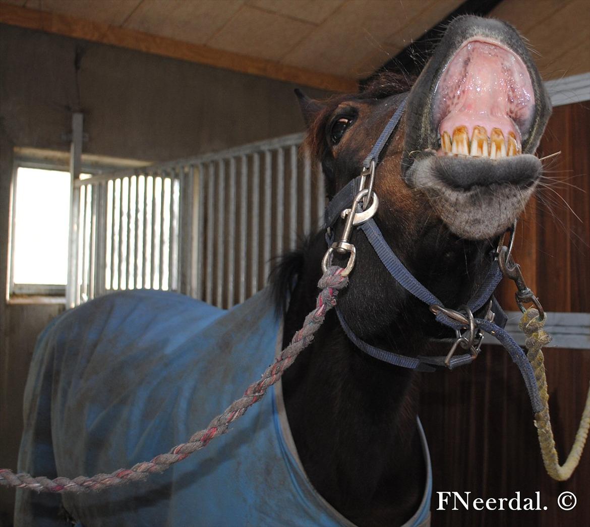 DSP Chanel - SMIIIIIIIIIL!
- D. 15 Marts 2012. billede 7