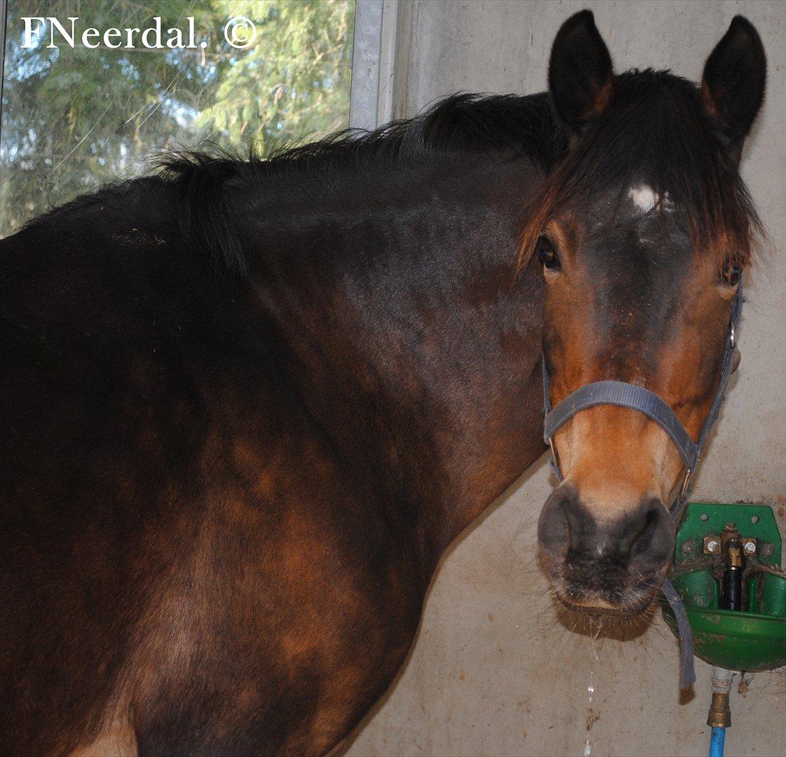 DSP Chanel - I boksen d. 29 April 2012. billede 13