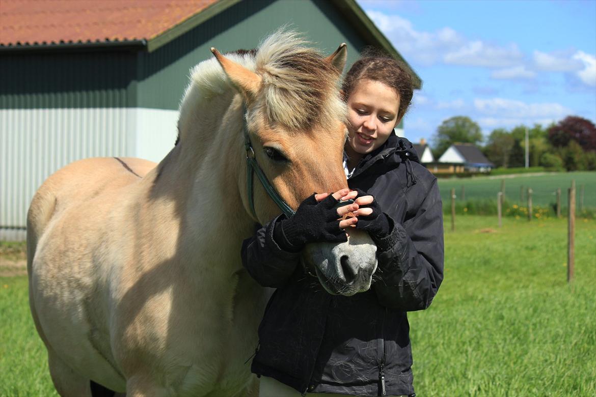 Fjordhest Ingegårds Hejst - Søde lille vense :* Du har en særlig plads i mit hjerte Hejst <3  -  Foto: Natasja billede 18