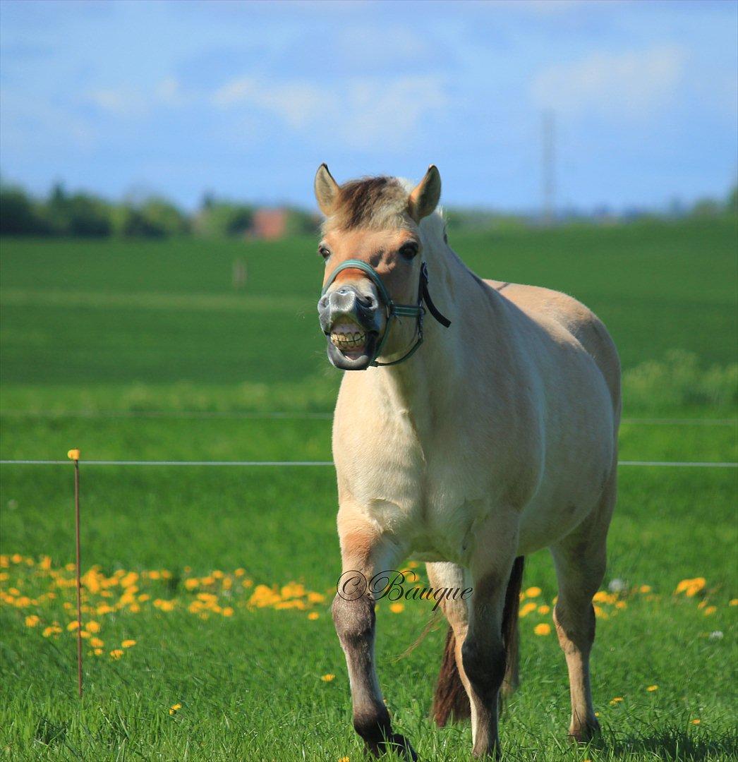 Fjordhest Ingegårds Hejst - "HIIIHAAARH! HAHAHA!"  - Det er SÅ sjovt ikke Gumle? :P <3  -  Foto: Mig billede 13