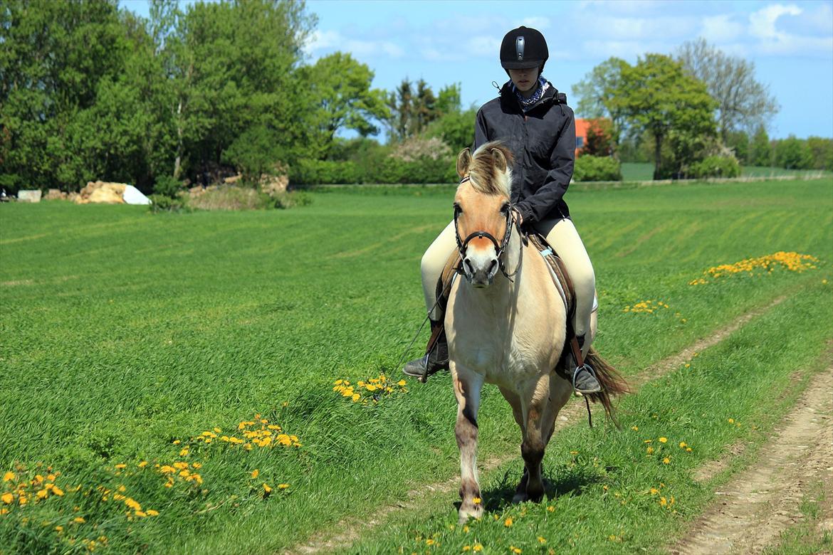 Fjordhest Ingegårds Hejst - På møllestien, maj 2012 :D  -  Foto: Natasja billede 8