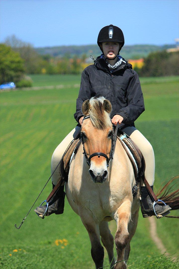Fjordhest Ingegårds Hejst - Hej lækkermås :* På toppen af møllestien  -  Foto: Natasja billede 12