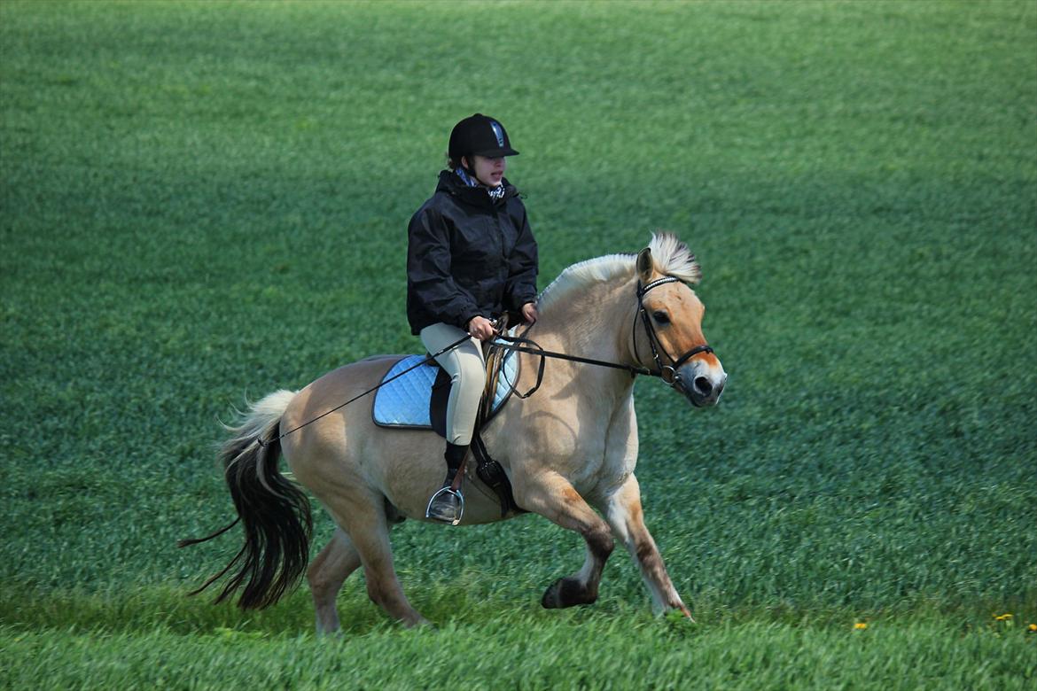 Fjordhest Ingegårds Hejst - Noget jeg aldrig troede skulle ske. Slet ikke på dagen, hvor jeg rider første gang i 10 måneder. Vi galopperede alene på møllestien <3 Jeg elsker dig Hejst, også selvom jeg sjældent er derude <3  -  Foto: Natasja billede 2