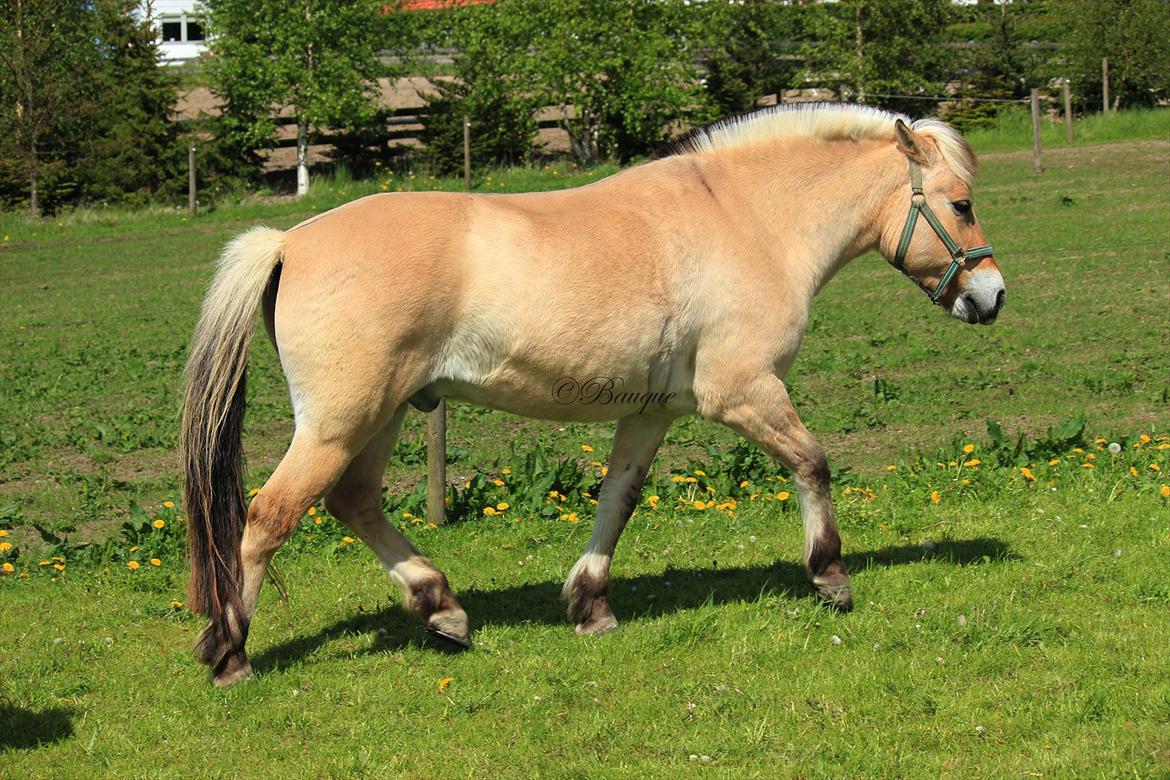 Fjordhest Ingegårds Hejst - Øv, nu driller de mig, så løber jeg væk! :P  -  Foto: Mig billede 11