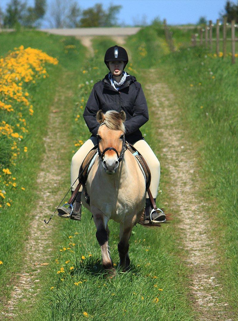Fjordhest Ingegårds Hejst - Velkommen til Hejst's profil! :D Her er han med mig på møllestien i maj 2012 :D Smid gerne en kommentar, så bliver vi glade :)  -  Foto: Natasja billede 1
