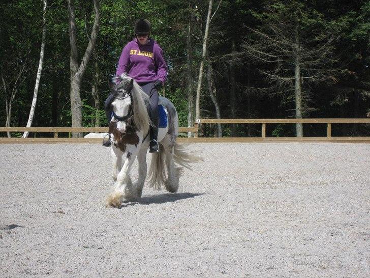 Irish Cob Billy the kid :) billede 18
