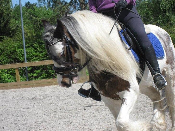 Irish Cob Billy the kid :) billede 17