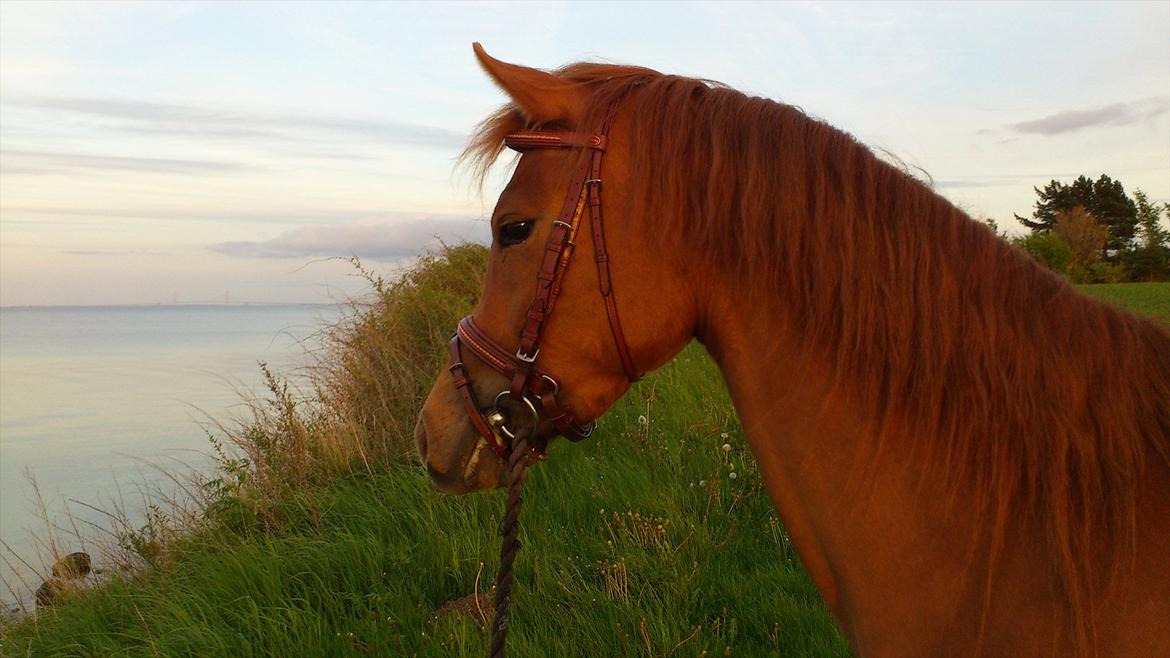 Anden særlig race Amazing Amy - 13.05.12 - Det er jo vildt så smuk og udtryksfuld hun er <3 billede 17