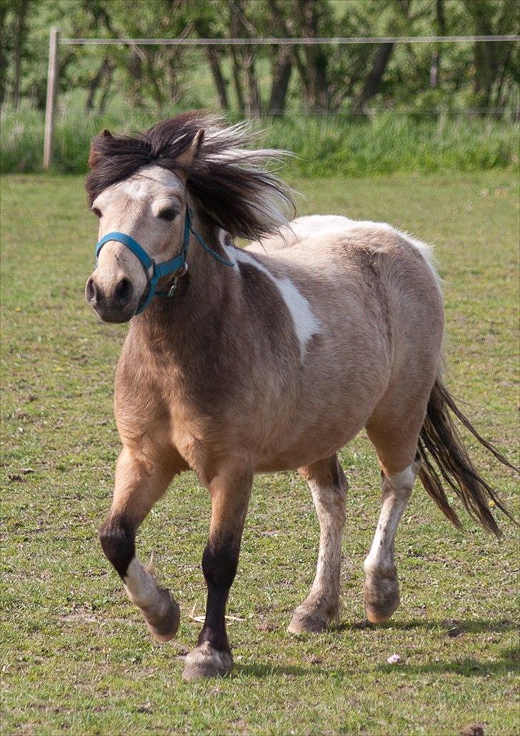 Anden særlig race Dansemusen Muddi - For LÆKKER til LOVE..!! :-P billede 18