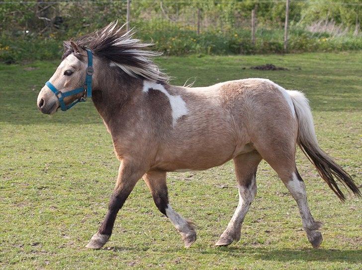 Anden særlig race Dansemusen Muddi - * Maj 2012 * billede 4