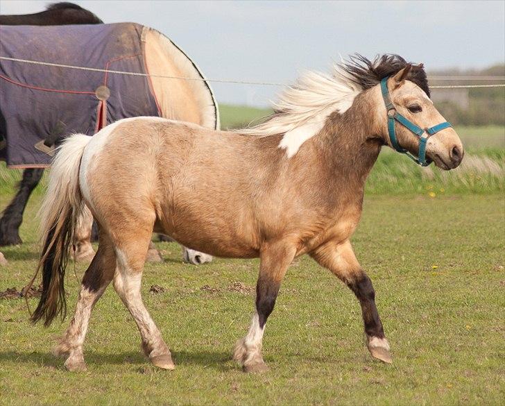 Anden særlig race Dansemusen Muddi - ~ Hun er skøn.. ~ billede 10
