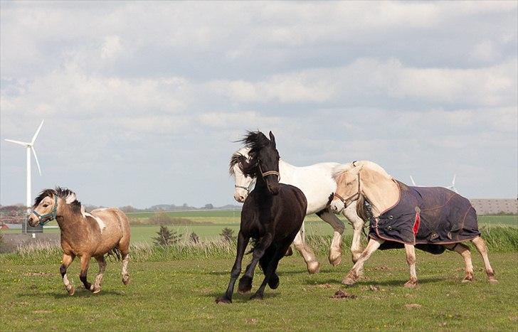 Anden særlig race Dansemusen Muddi - Går AMOK med vennerne...!! :-D billede 12