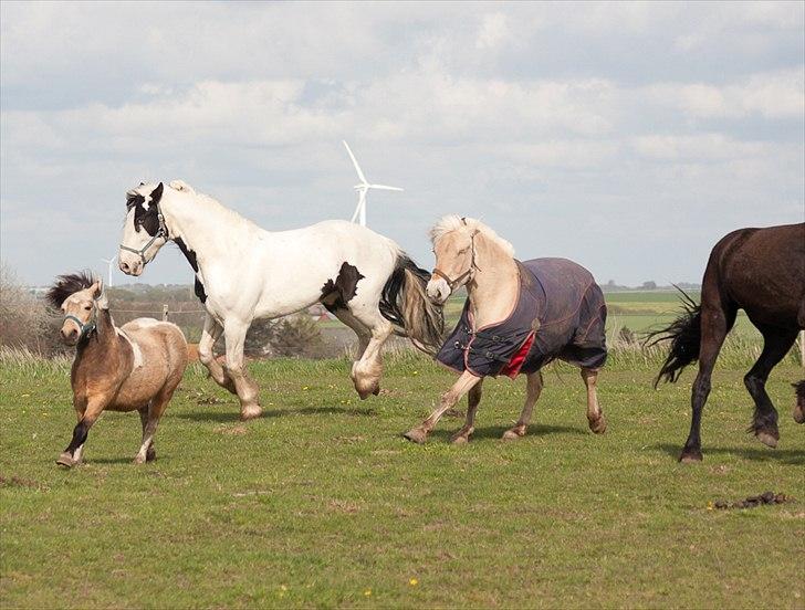 Anden særlig race Dansemusen Muddi - "Juuhuuuu.."  billede 16