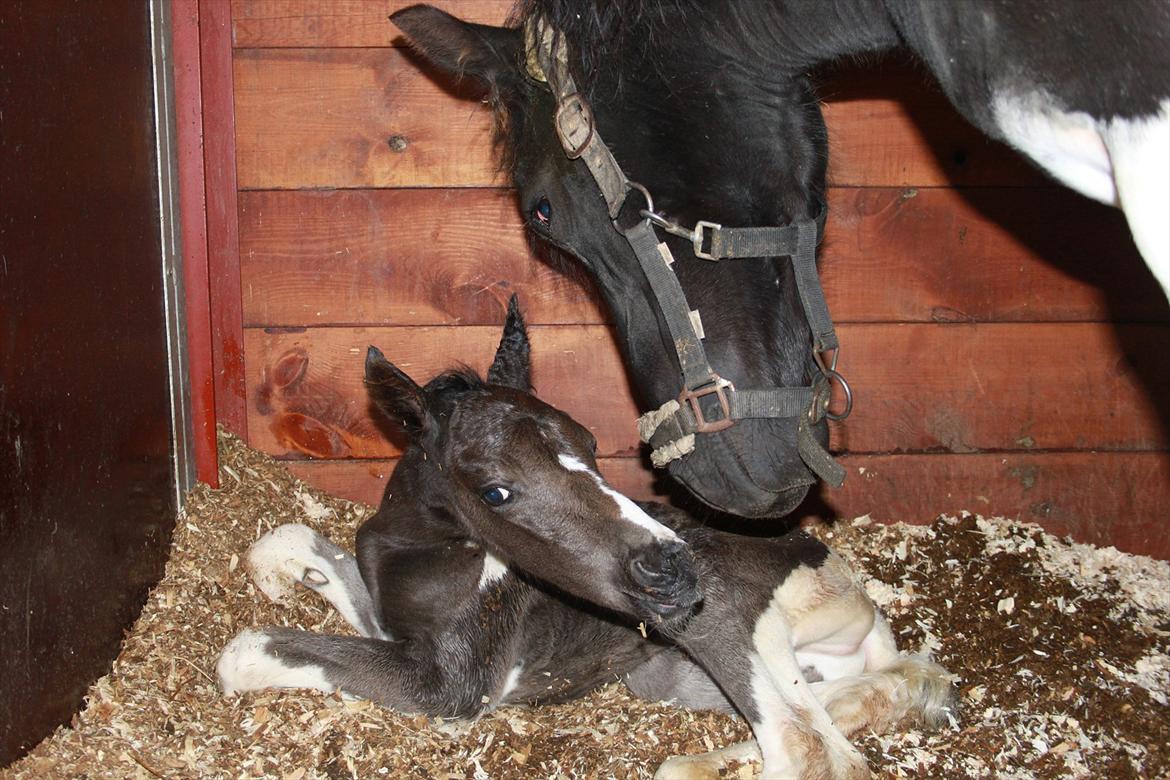 Pinto Moesgaards Baloo. - 1 time gammel.
 billede 5