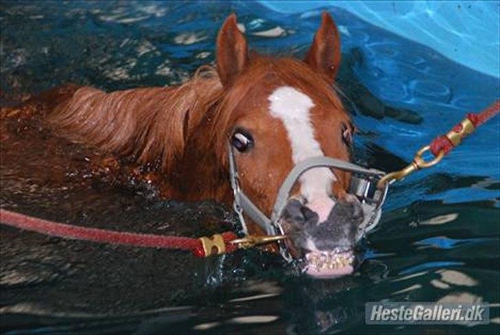 Tysk Sportspony Melonia N<3 billede 12