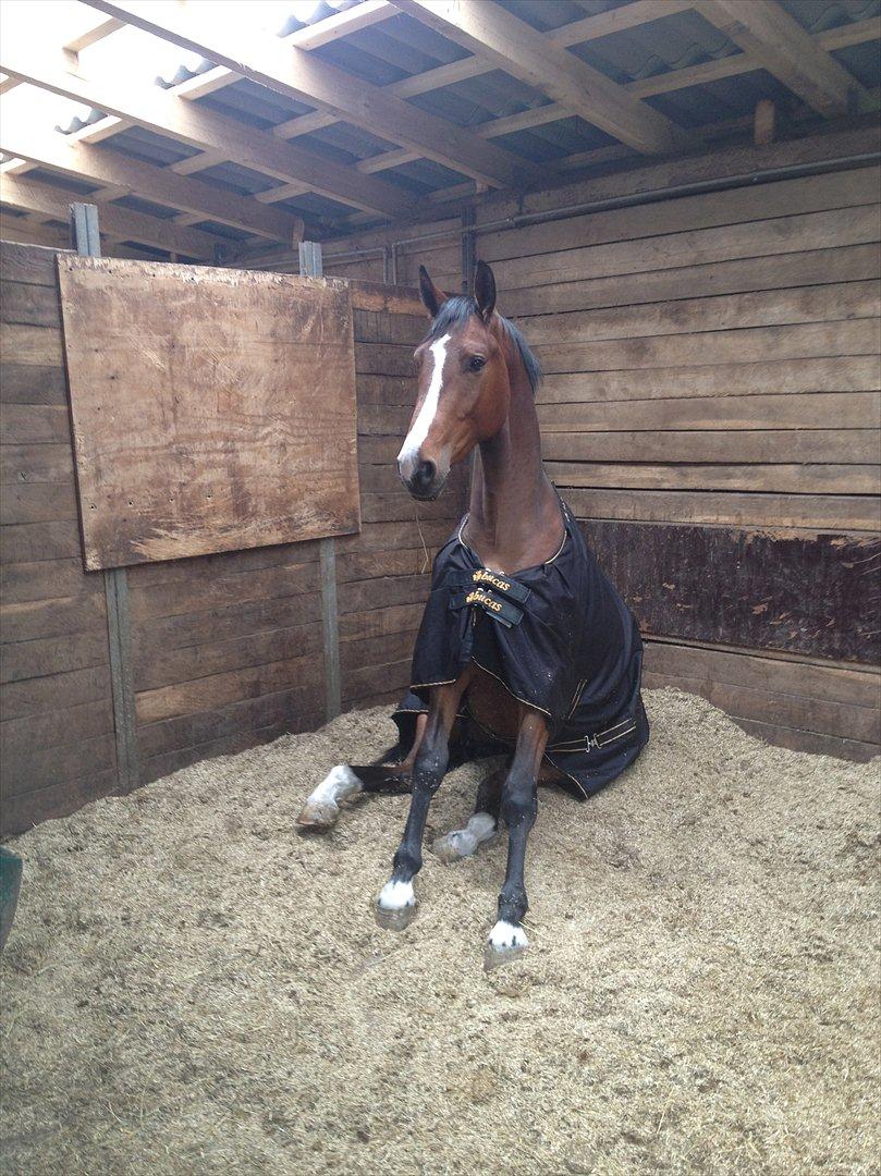 Tysk Oldenburger Gørklintgårds Leander - Sidder og nyder sin nye boks :-) billede 1