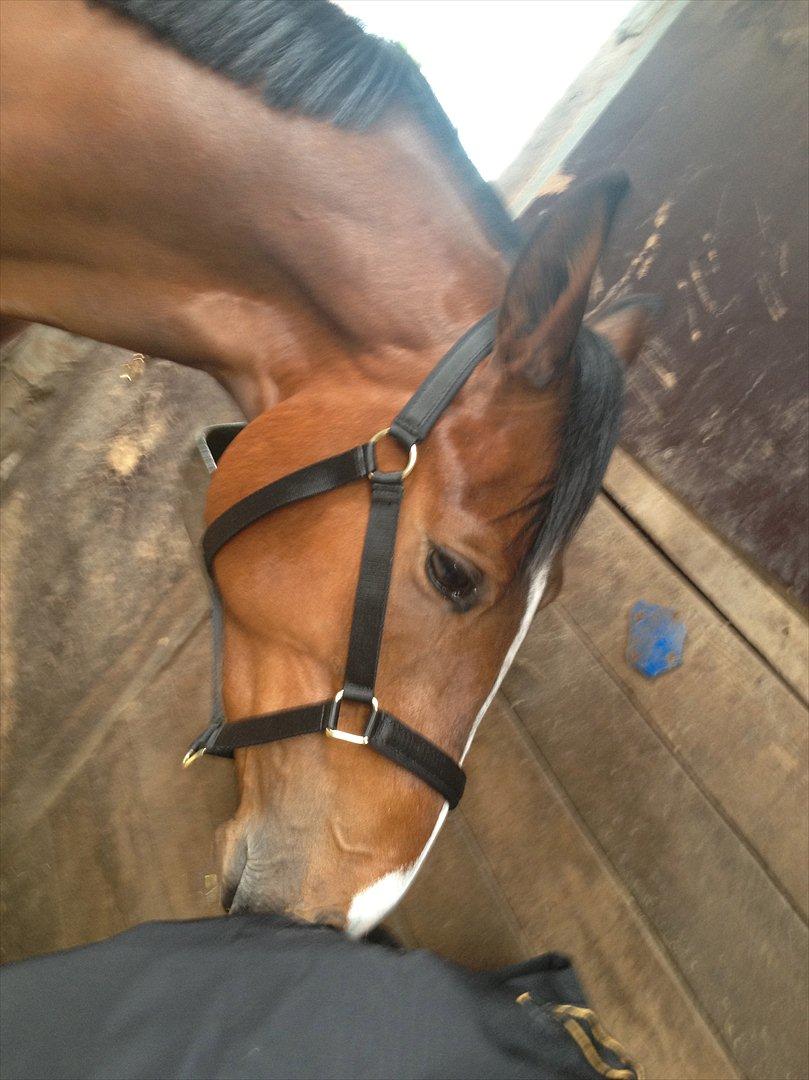 Tysk Oldenburger Gørklintgårds Leander billede 2