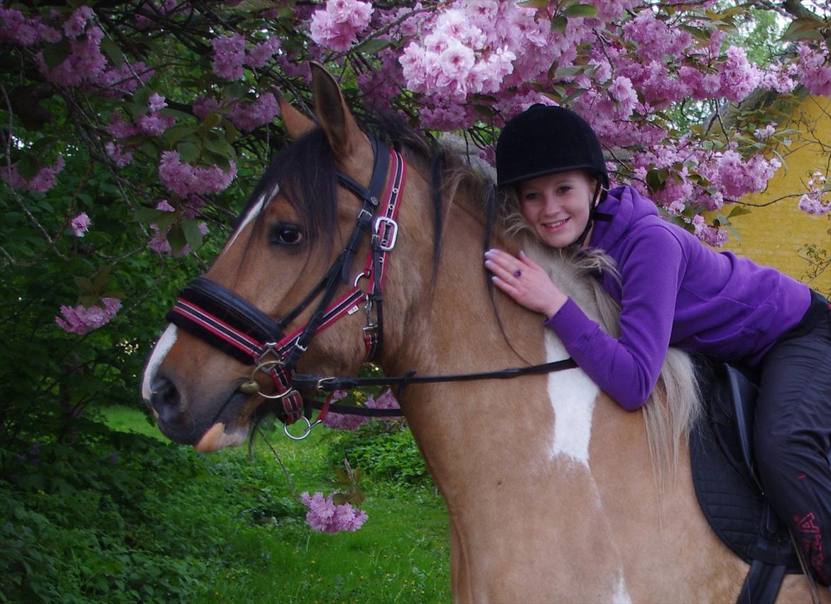 Irish Cob Crossbreed Bambie blue - forår 2012 :) smukke Bambie :D  billede 18