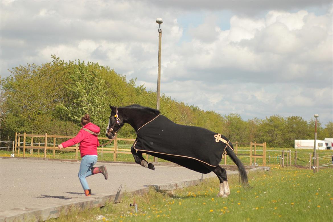 Hollandsk Varmblod Moberlina <3 Prinsessen<3 - Hyggedag med den dejlige <3 Foto: Louise Pilgaard billede 5