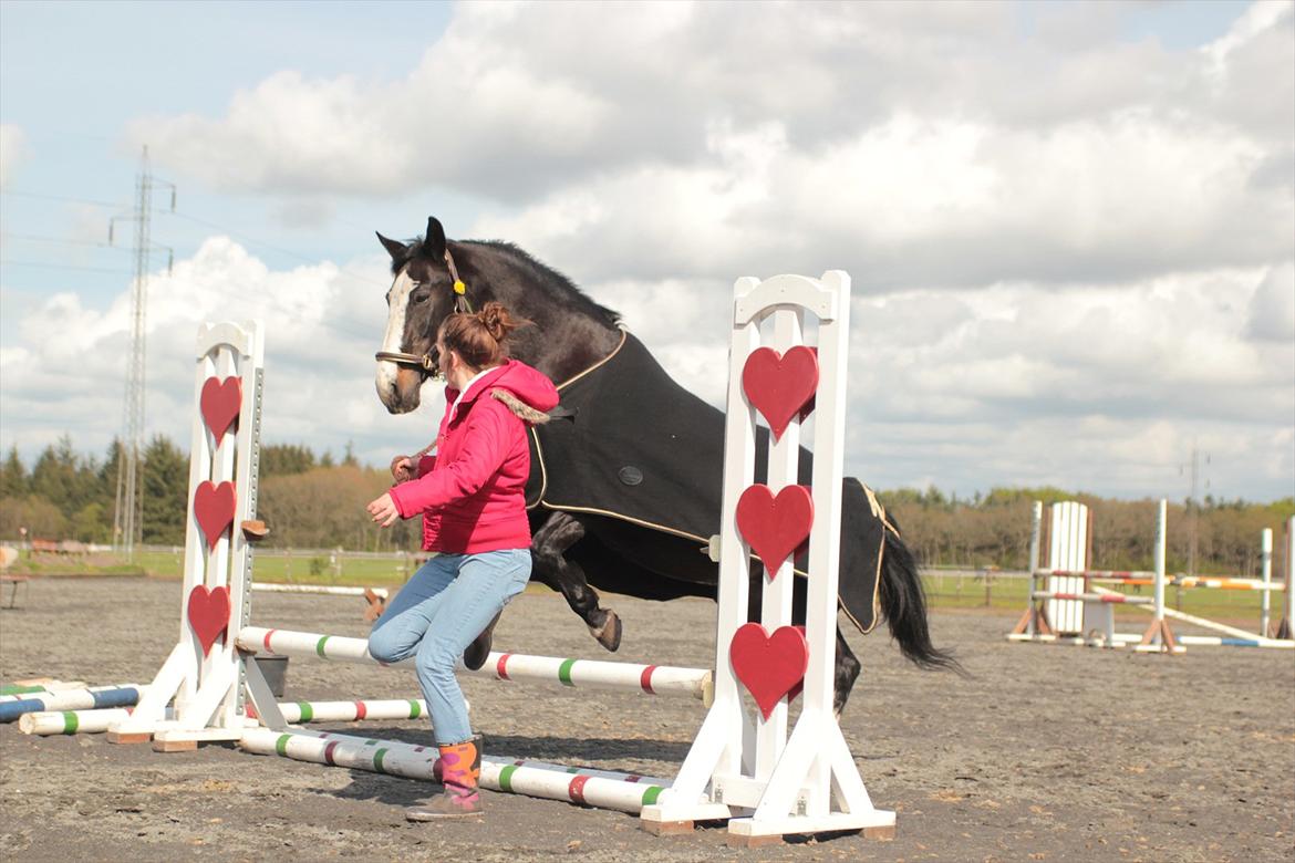 Hollandsk Varmblod Moberlina <3 Prinsessen<3 - Kærligheds-springet <3 Foto: Louise pilgaard billede 14