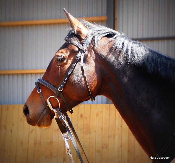 Hannoveraner Chanel " Gummibolden" - Skønheden selv <3 billede 16