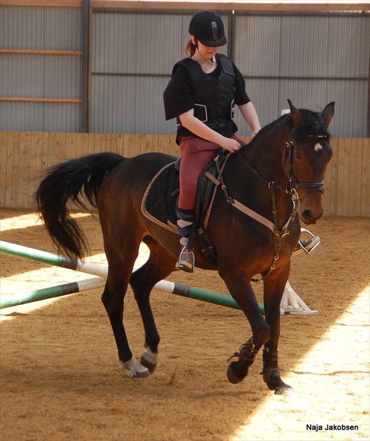 Hannoveraner Chanel " Gummibolden" - Det går virkelig bare frem af :) billede 11