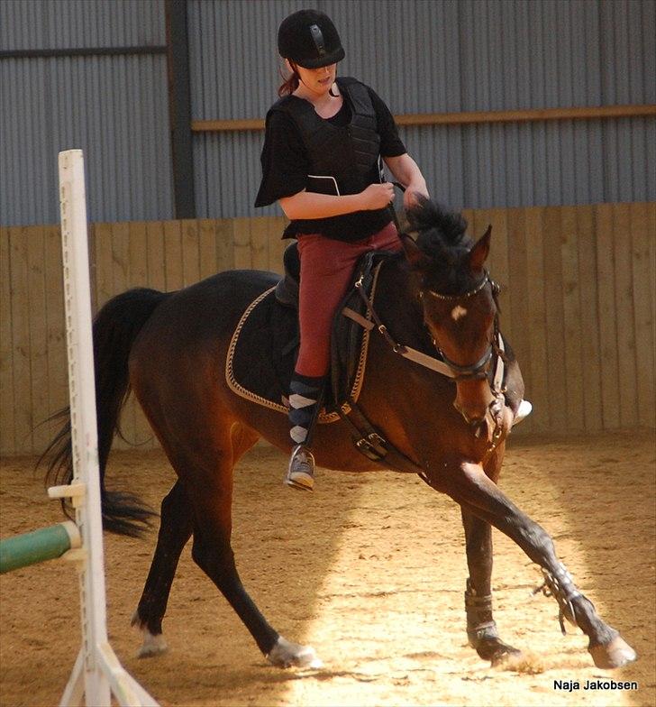 Hannoveraner Chanel " Gummibolden" - Tempoet er også stille og roligt ved at komme på plads :) billede 14
