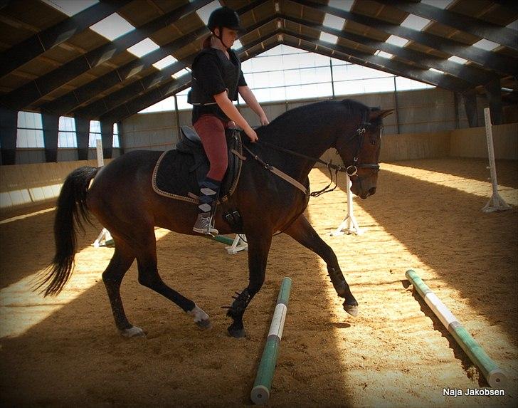 Hannoveraner Chanel " Gummibolden" - Det er fanme også farligt da :D billede 2