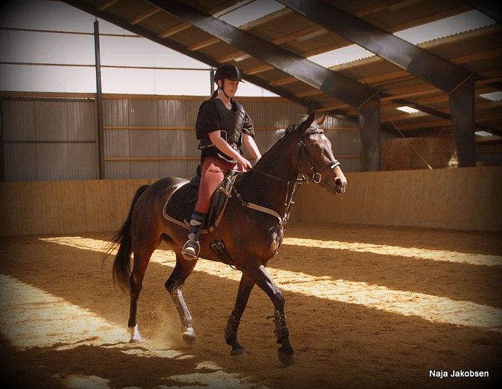 Hannoveraner Chanel " Gummibolden" - Når lige der er andre ting der er mere spænende end at koncentrer sig<3 billede 7