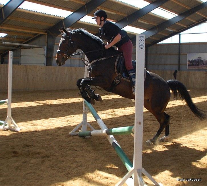 Hannoveraner Chanel " Gummibolden" billede 5