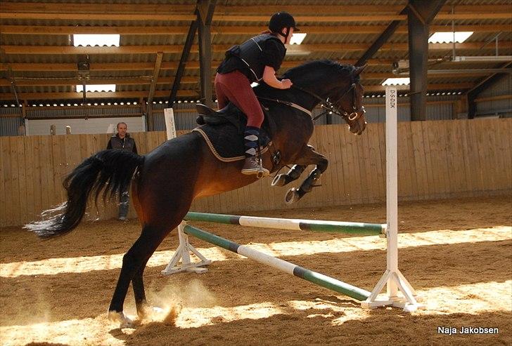 Hannoveraner Chanel " Gummibolden" - YNGLINGS billede!! <3 billede 1