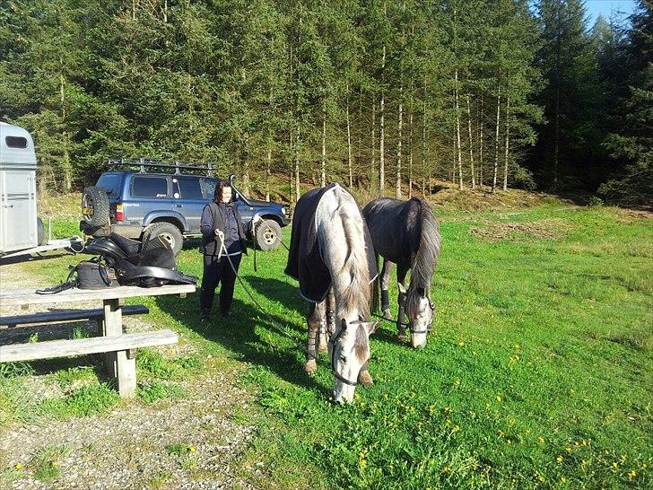 Dansk Varmblod Kærsholms Willow - Skøn morgentur i Rold Skov :) billede 10