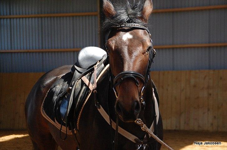 Hannoveraner Chanel " Gummibolden" - Mugge <3
 billede 10