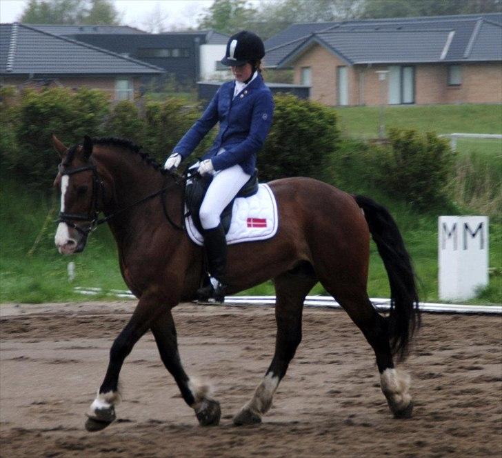 Welsh Cob (sec D) Lindberg (Den) Nobleman - Livskvalitet er at tillade sig selv det bedste hver dag - Jeg har Noble... billede 5