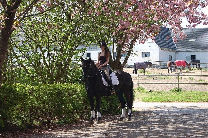 Oldenborg Catana billede 15