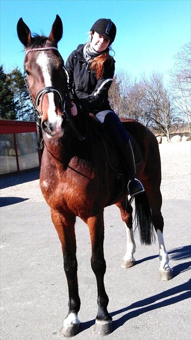 Holstener Cassino Star - SKADET/SOLGT - Aller sidste dag, aller sidste tur nogensinde.. du var så sød men jeg kunne mærke hvor ondt du havde tilsidst, efter en skridt tur Cassi..:'( jeg har så ondt af dig, og jeg er ked af at jeg ikke gav dig fred da jeg havde chancen for det, jeg begik en stor billede 20