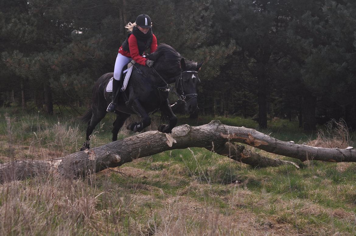 Anden særlig race Amigo - Mit eventyr - Træstamme spring til jagt d. 14 april, vi fuldførte. :-)  billede 17