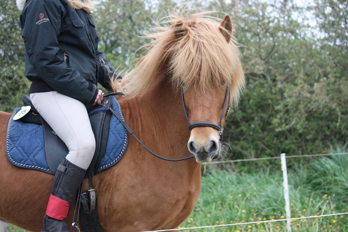 Islænder Fina-Gloa fra Jespergaard billede 13