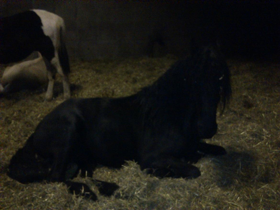 Frieser Emir - min søde sorte hest billede 6