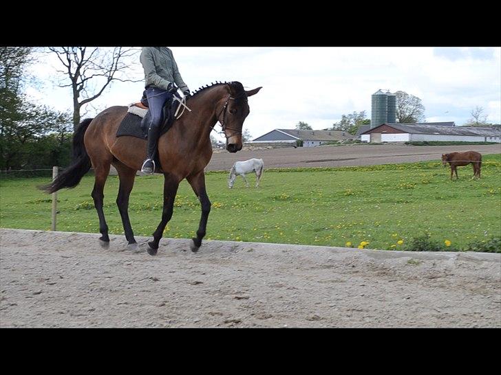 Dansk Varmblod Kenda  *Solgt* - d. 13 maj 2012 billede 12