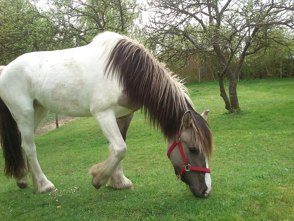 Irish Cob Crossbreed Fiona  ( tidl.) - søde Fiona maj 2012 billede 11