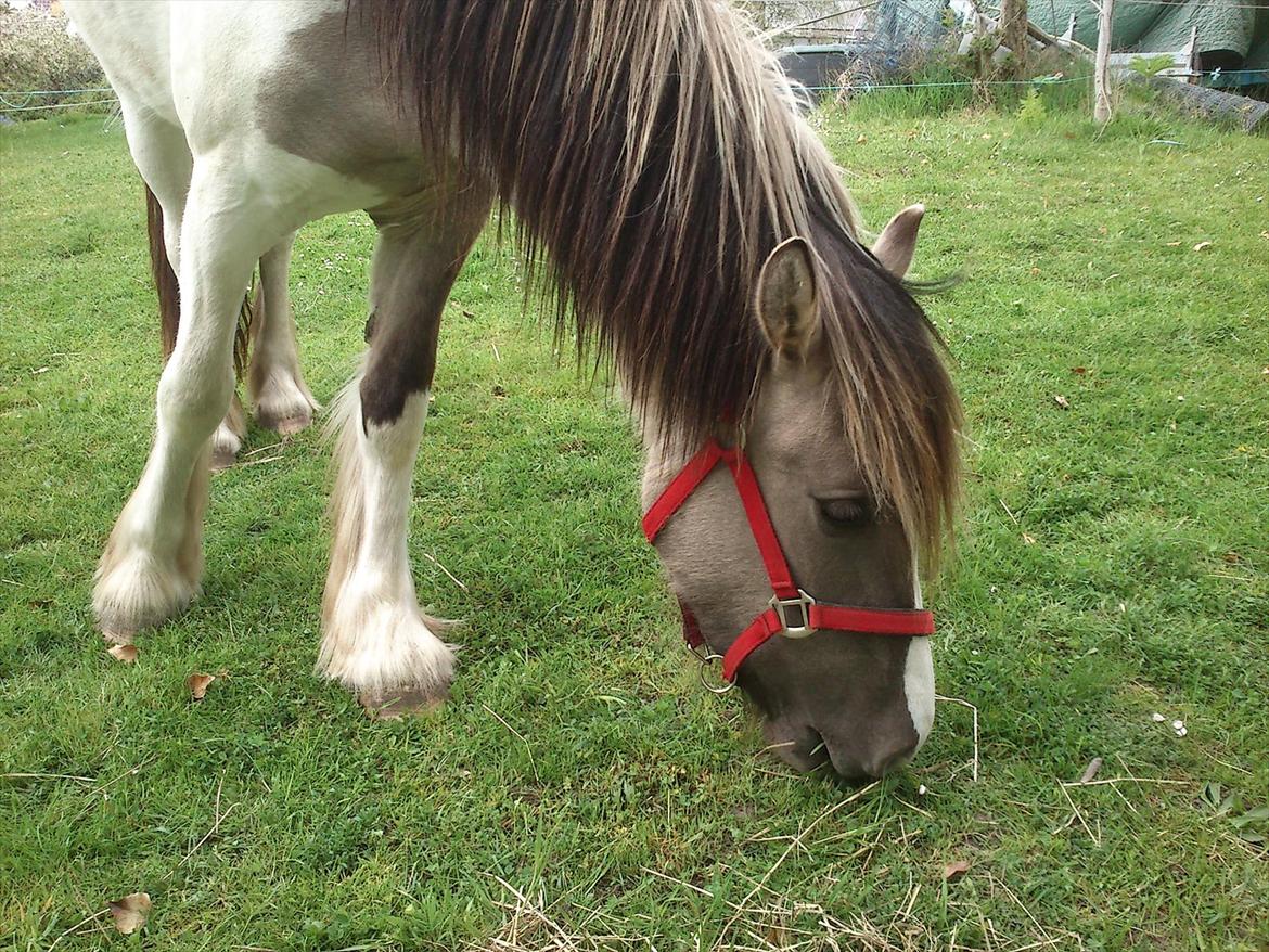 Irish Cob Crossbreed Fiona  ( tidl.) - lige en tot græs mere  billede 12