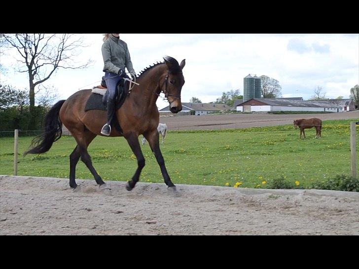 Dansk Varmblod Kenda  *Solgt* - d. 13 maj 2012 billede 13