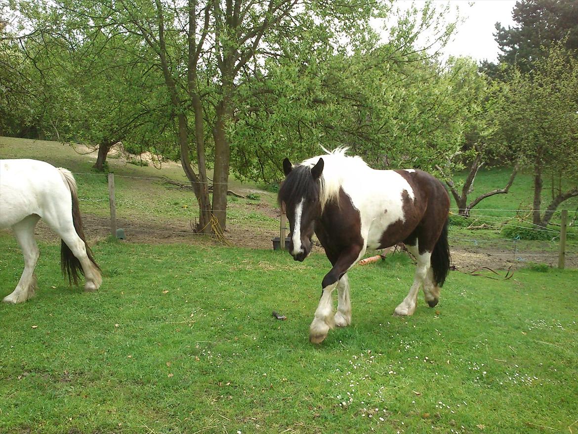 Irish Cob Crossbreed Nova - tidligere hest - R:I:P - hjemme hos os billede 3