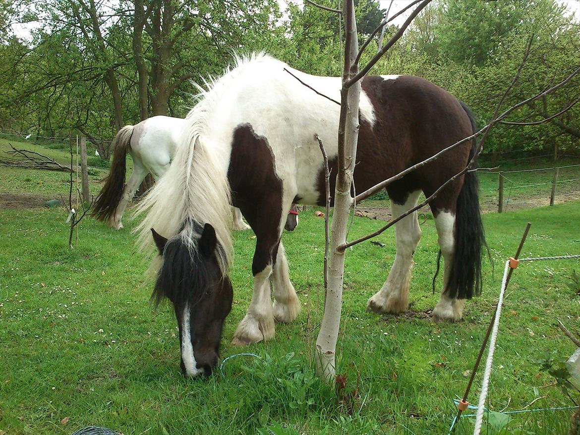 Irish Cob Crossbreed Nova - tidligere hest - R:I:P billede 4