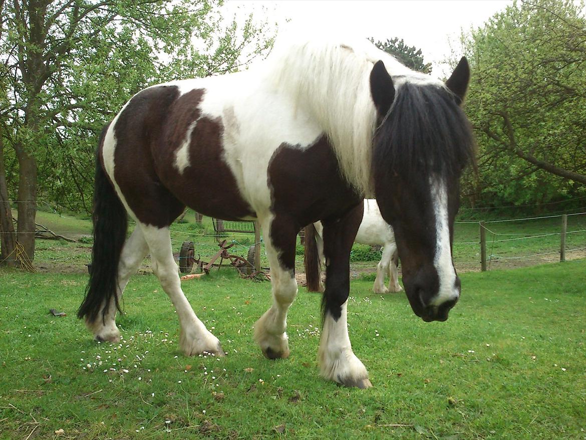 Irish Cob Crossbreed Nova - tidligere hest - R:I:P billede 5